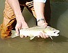 19 inch Brown